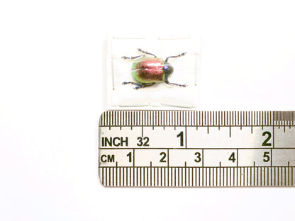 Multicolored Leaf Beetle Platycorynus speciosus Real Insect Taxidermy