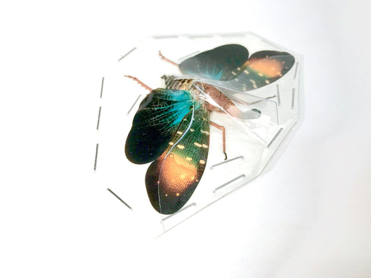 Lanternfly Lanternbug Planthopper Pyrops gunjii Spread Real Insect Taxidermy