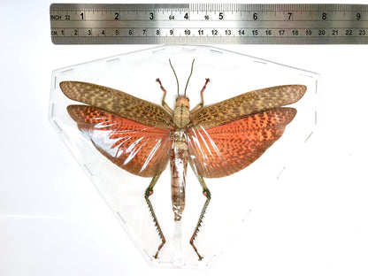 Giant Grasshopper or Locust Tropidacris dux Spread Female Real Insect Taxidermy