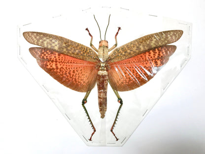 Giant Grasshopper or Locust Tropidacris dux Spread Female Real Insect Taxidermy