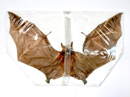 Forest Short-Nosed Fruit Bat Cynopterus minutus Spread Real Preserved Taxidermy