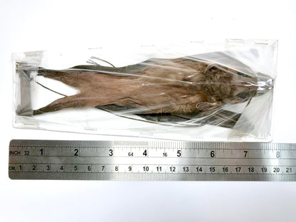 Greater Short-Nosed Fruit Bat Cynopterus sphinx Hanging Back Real Preserved Taxidermy