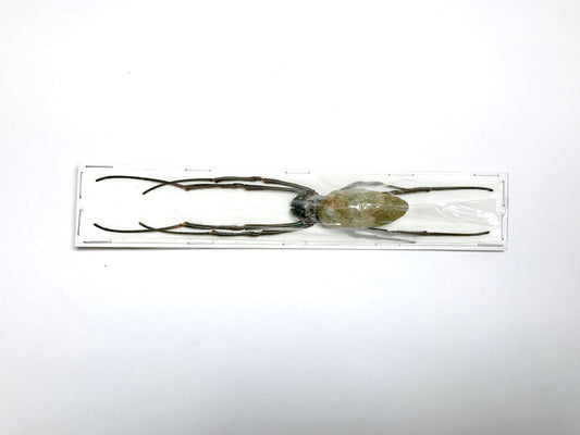 Spider sp8 Real Preserved Taxidermy Arachnid Taxidermy 10 Pack or Single * A2 Condition *