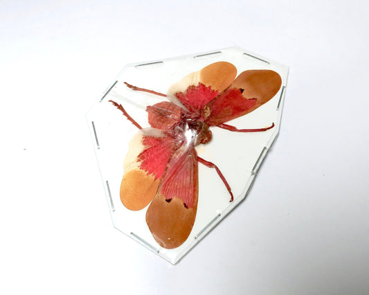 Lanternfly Scamandra sanguiflua sanguiflua Spread Real Insect Taxidermy 10 Pack or Single