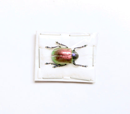 Multicolored Leaf Beetle Platycorynus speciosus Real Insect Taxidermy