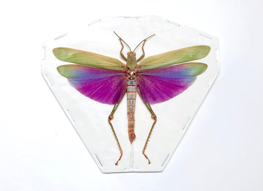 Purple-Winged Locust or Grasshopper Titanacris albipes Spread or Closed Real Insect Taxidermy