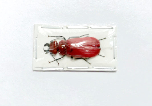 Blister Beetle Cissites maxillosa Male Real Insect Taxidermy