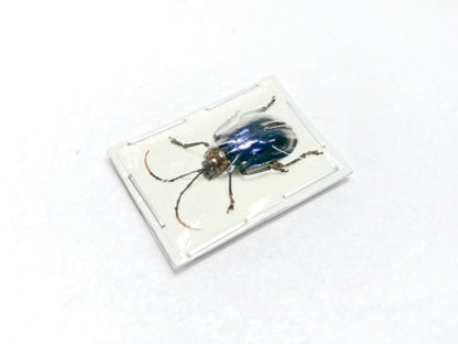 Blue Purple Leaf Beetle Chrysomelidae sp6 Real Insect Taxidermy 10 pack or Single
