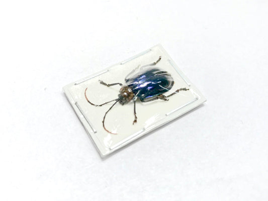 Blue Purple Leaf Beetle Chrysomelidae sp6 Real Insect Taxidermy 10 pack or Single