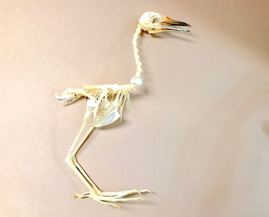 White-Breasted Waterhen Bird Amaurornis phoenicurus Skeleton Real Preserved Taxidermy Bones Skull