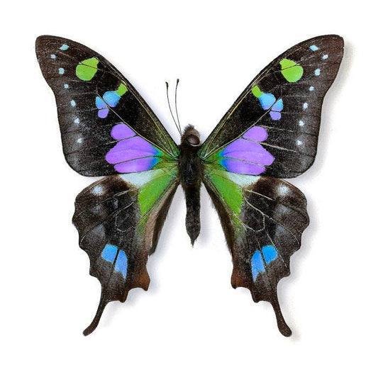 Purple Spotted Swallowtail Butterfly Graphium weiskei Spread or Folded Male Real Insect Taxidermy