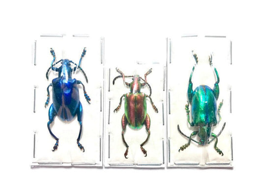 Frog-legged Beetle Sagra longicollis Real Insect 3 Pack A-/A2 Condition