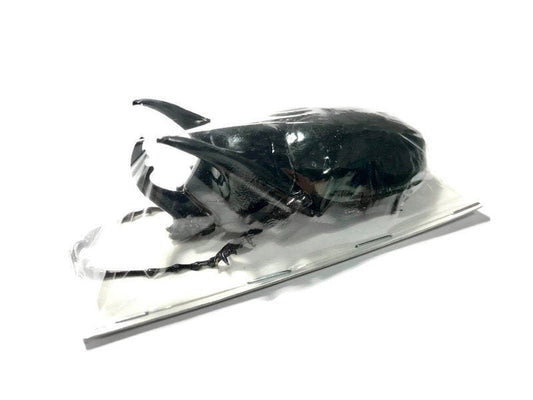 Java Caucasus beetle Chalcosoma chiron chiron Male Real Insect Taxidermy
