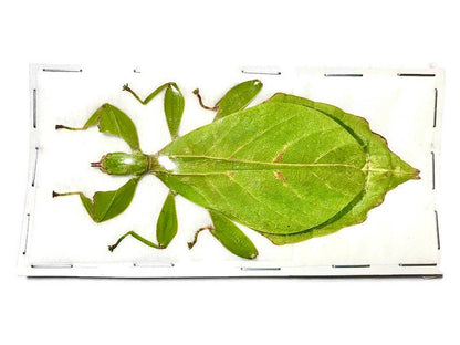 Hausleithneri's Stick Leaf Insect Phyllium hausleithneri Green Female Real Insect Taxidermy