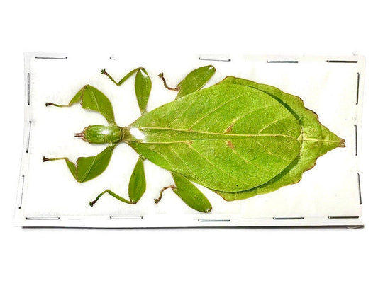 Hausleithneri's Stick Leaf Insect Phyllium hausleithneri Green Female Real Insect Taxidermy