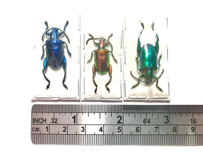 Frog-legged Beetle Sagra longicollis Real Insect 3 Pack A-/A2 Condition