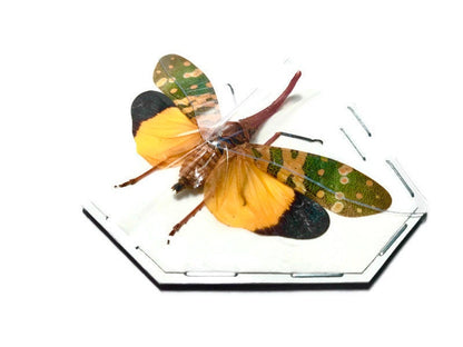 Lanternfly Lanternbug Pyrops candelaria Spread Real Insect Taxidermy