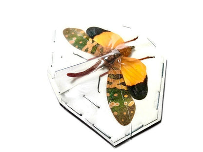 Lanternfly Lanternbug Pyrops candelaria Spread Real Insect Taxidermy
