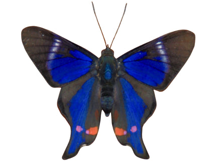 Periander Metalmark or Variable Beautymark Butterfly Rhetus periander Spread or Folded Real Insect Taxidermy