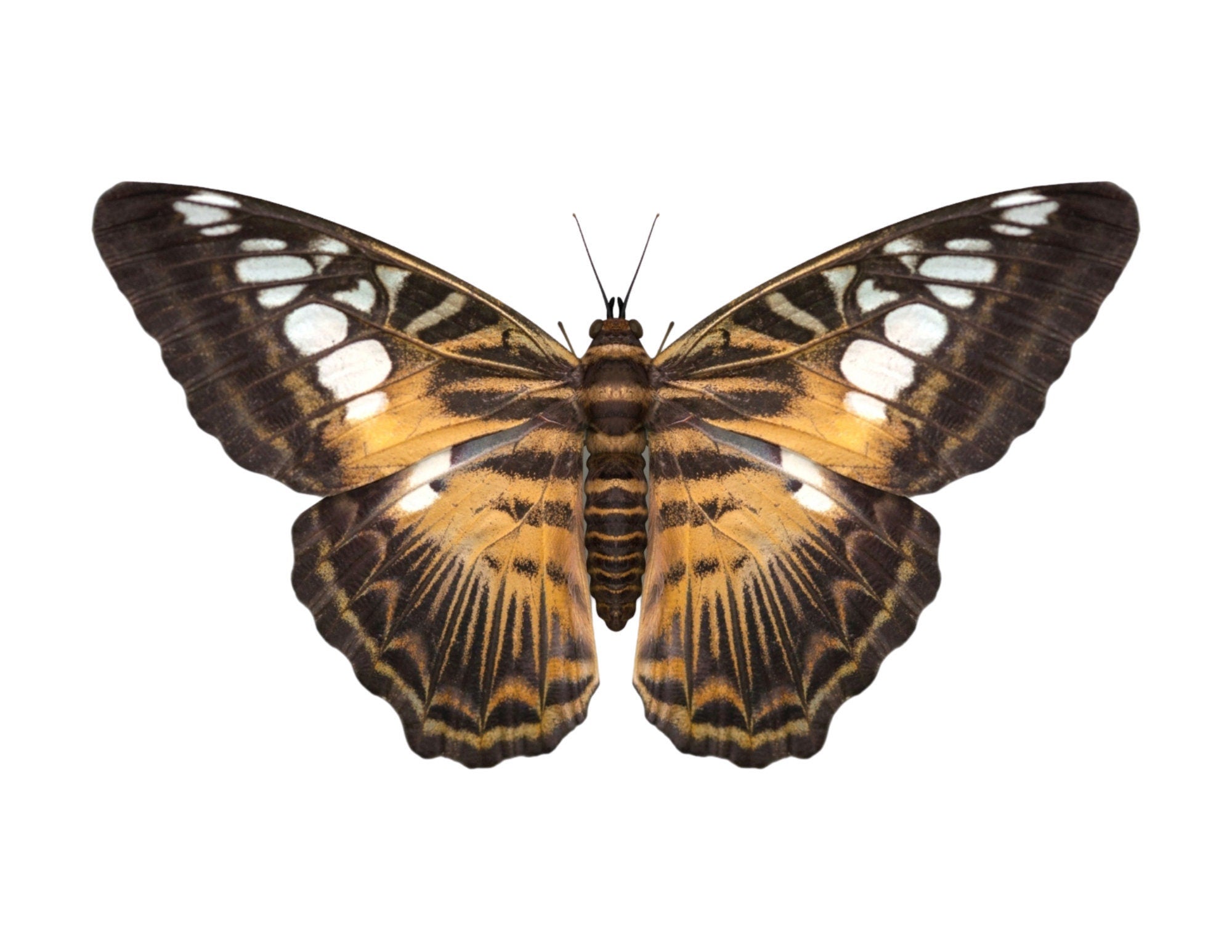 Clipper Butterfly Parthenos sylvia Real Insect Spread or Folded Taxide ...