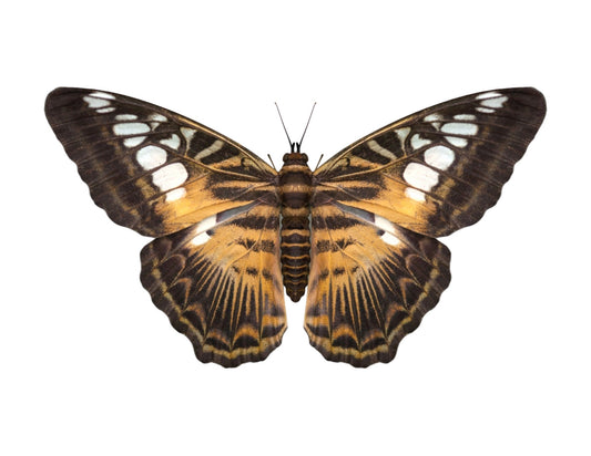 Clipper Butterfly Parthenos sylvia Real Insect Spread or Folded Taxidermy