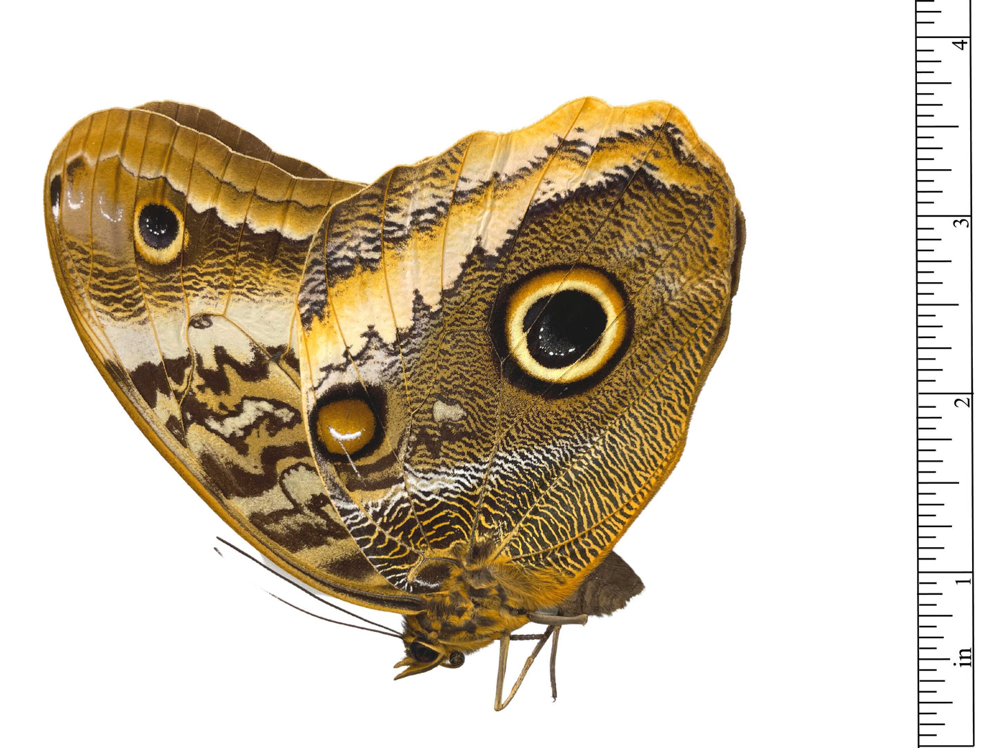 Yellow-Edged Giant Owl Butterfly Caligo atreus atreus Folded Real Insect Taxidermy