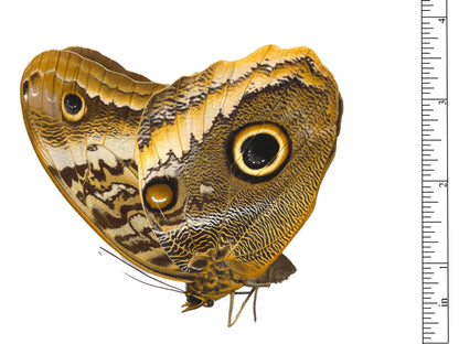 Yellow-Edged Giant Owl Butterfly Caligo atreus atreus Folded Real Insect Taxidermy