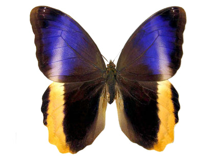 Yellow-Edged Giant Owl Butterfly Caligo atreus atreus Folded Real Insect Taxidermy