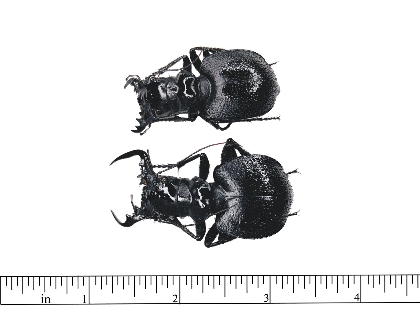 Black Tiger Beetle Manticora latipennis Pair Real Insect Taxidermy