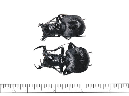 Black Tiger Beetle Manticora latipennis Pair Real Insect Taxidermy