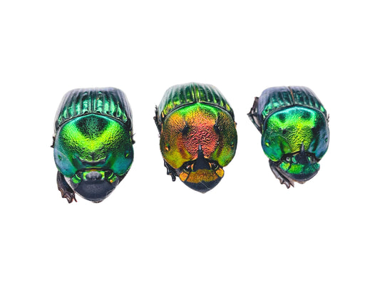 Mexican Horned Dung Beetle Phanaeus mexicanus Trio Real Insect Taxidermy