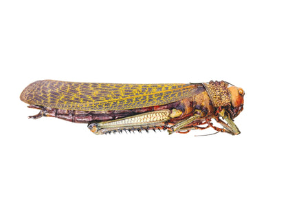 Giant Grasshopper or Locust Tropidacris dux Female Real Insect Taxidermy