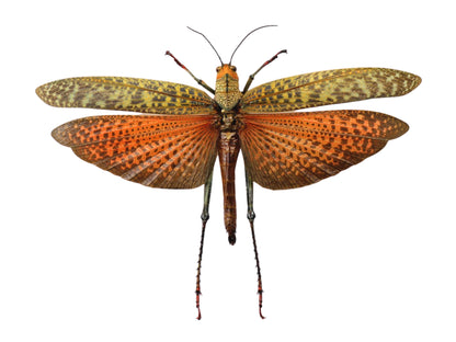 Giant Grasshopper or Locust Tropidacris dux Female Real Insect Taxidermy