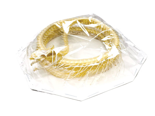White-lipped Pit Viper Venomous Snake Trimeresurus albolabris Skeleton Coiled Real Preserved Taxidermy Bones A2 Condition