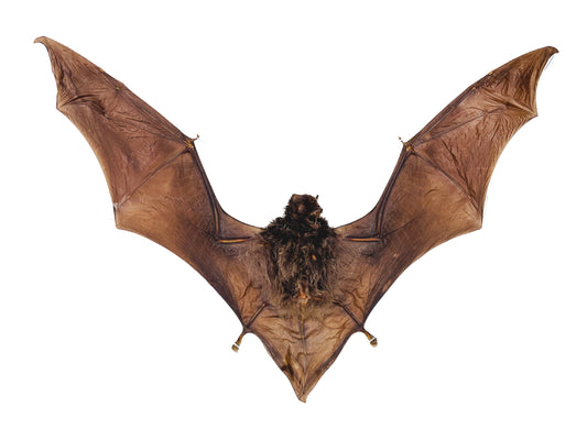 Intermediate Long-Fingered Bat Miniopterus medius Spread Real Preserved Taxidermy * A2 Condition *