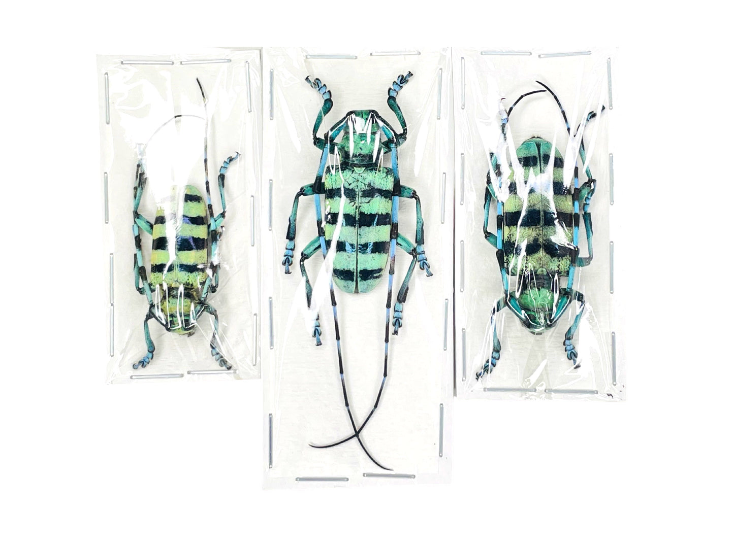 Longhorn Beetle Anoplophora medenbachii Real Insect Taxidermy