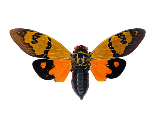 Cicada Gaeana festiva Orange Spread Real Insect Taxidermy