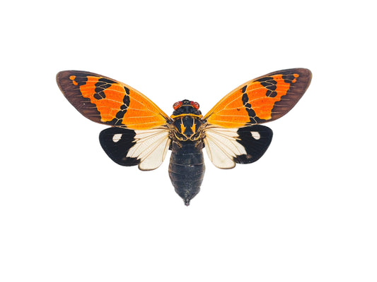 Cicada Gaeana festiva White Spread Real Insect Taxidermy