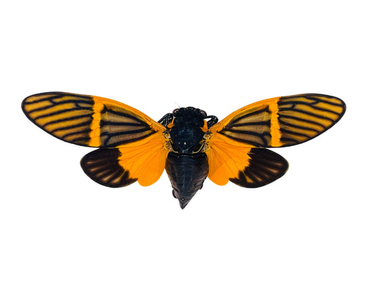 Butterfly Cicada Becquartina electa Spread Real Insect Taxidermy
