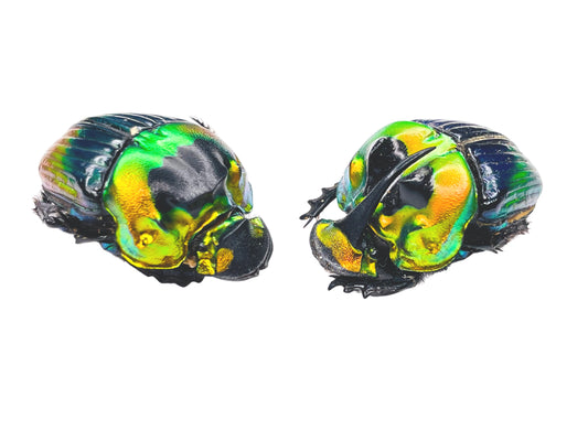 Rainbow Horned Dung Beetle Phanaeus imperator imperator Pair Real Insect Taxidermy