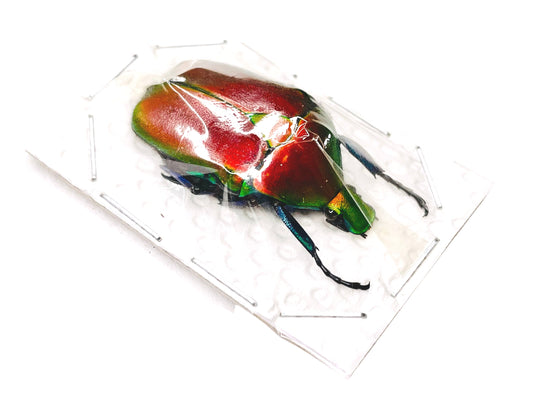 Red Scarab Beetle Torynorrhina flammea flammea Real Insect Taxidermy