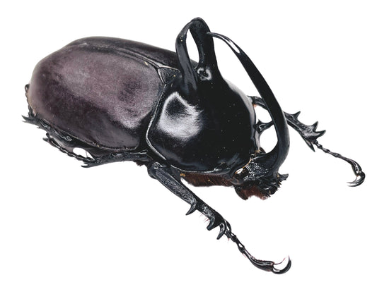 Rabbit Ear Beetle Eupatorus birmanicus Male Real Insect Taxidermy