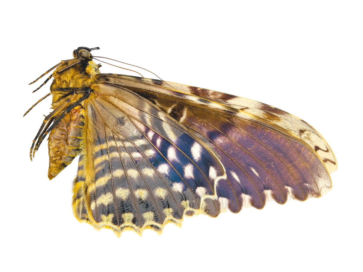 Witches Insects White Witch Moth Thysania agrippina Folded Real Insect Taxidermy ...