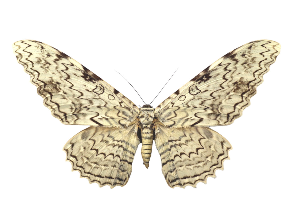 Witches Insects White Witch Moth Thysania agrippina Folded Real Insect Taxidermy ...