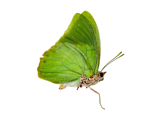 Common Green Charaxes Butterfly Charaxes eupale eupale Male Folded Real Insect Taxidermy