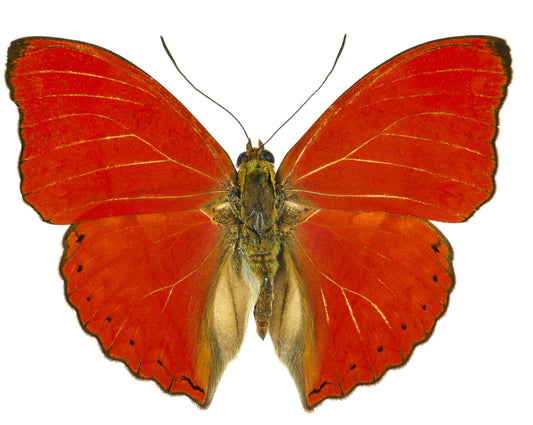 Blood-Red Glider Butterfly Cymothoe sangaris Male Folded Real Insect Taxidermy