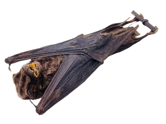 Intermediate Long-Fingered Bat Miniopterus medius Hanging Real Preserved Taxidermy