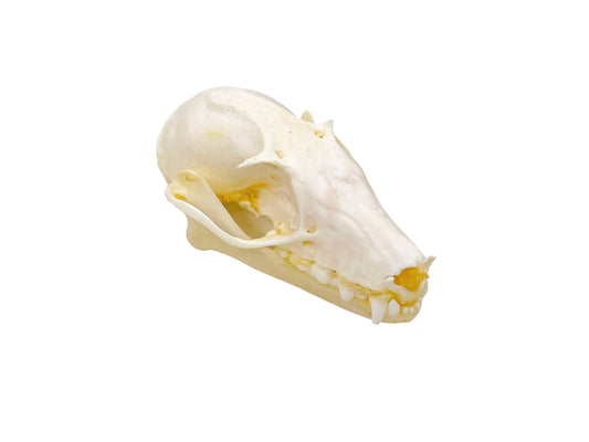 Leschenault's Rousette Fruit Bat Rousettus leschenaulti Skull Real Preserved Taxidermy * A2 Condition *