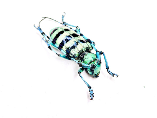 Longhorn Beetle Anoplophora medenbachii Real Insect Taxidermy