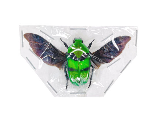 Scarab Beetle Ischiopsopha bifasciata Spread Real Insect Taxidermy